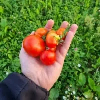 nos tomates bio